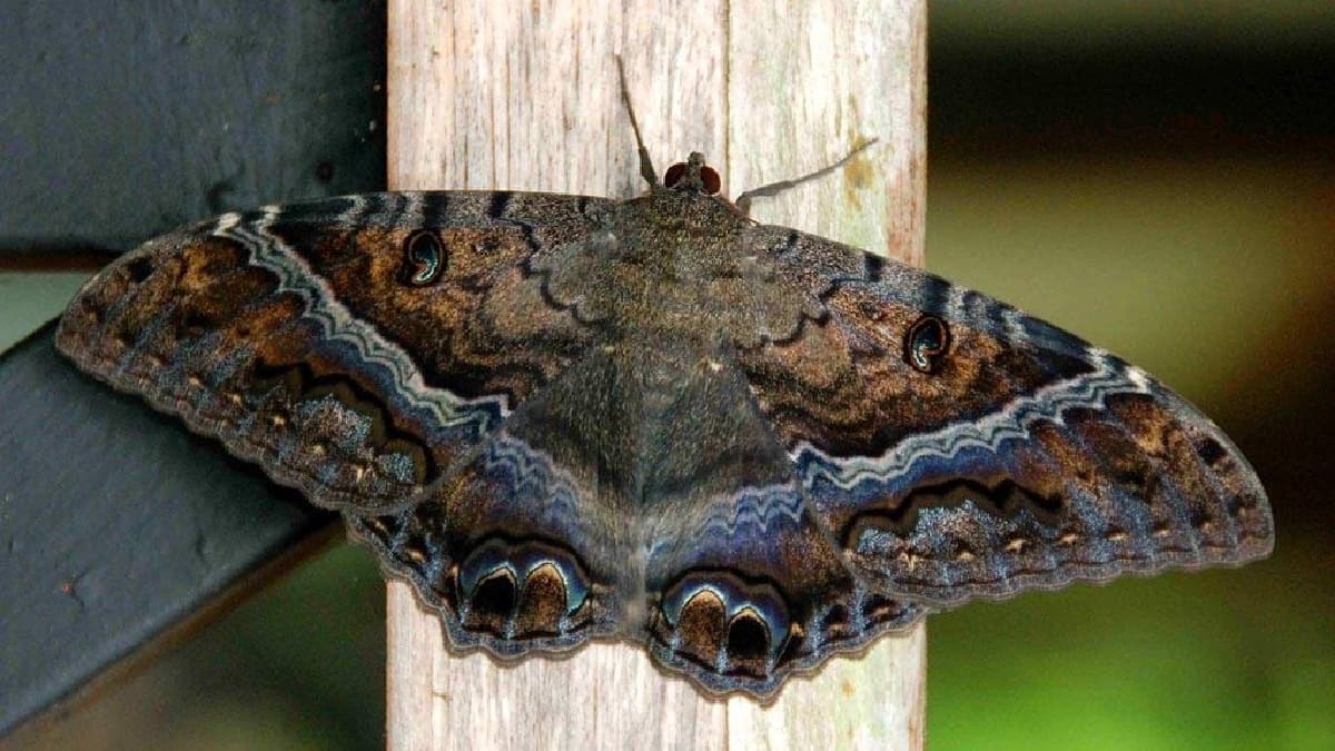 Qu Significa La Visita De Una Mariposa Caf En La Casa Clarosports