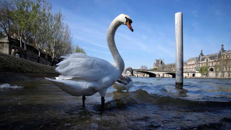 El famoso Río Sena acelera su limpieza rumbo a los Juegos Olímpicos Paris 2024