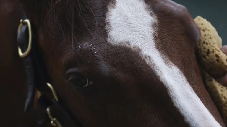 Preakness Stakes 2023: Mage, el caballo favorito, recibe puntos de sutura, pero tiene autorización para correr