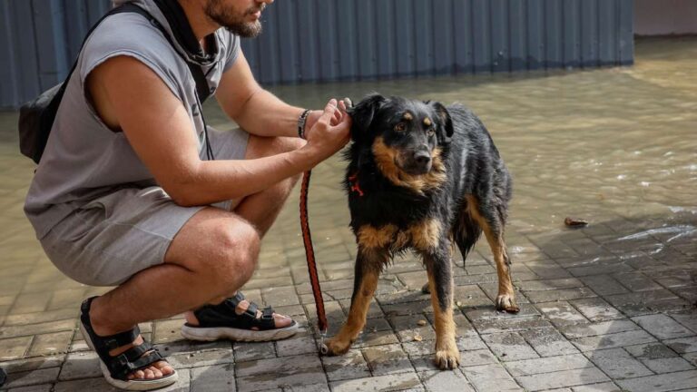 ¿Por qué rasurar a tu perro durante la OLA DE CALOR puede dañarlo más, que mantenerlo fresco?