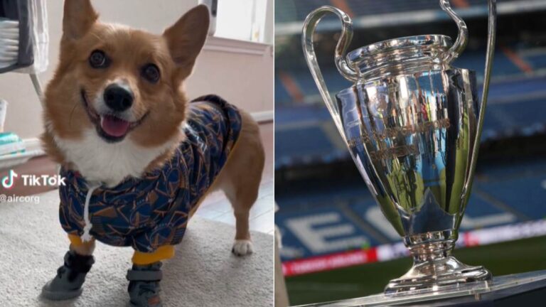 El perro que emula al pulpo Paul se hace viral con su elección del campeón de la Champions League