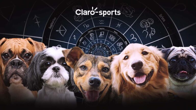 ¿Cuál es la mejor raza de perro para ti según tu signo zodiacal?