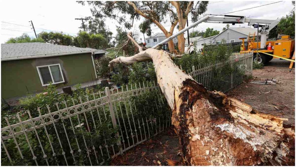 Caídas de árboles en California por Hilary | Reuters; Anzuoni