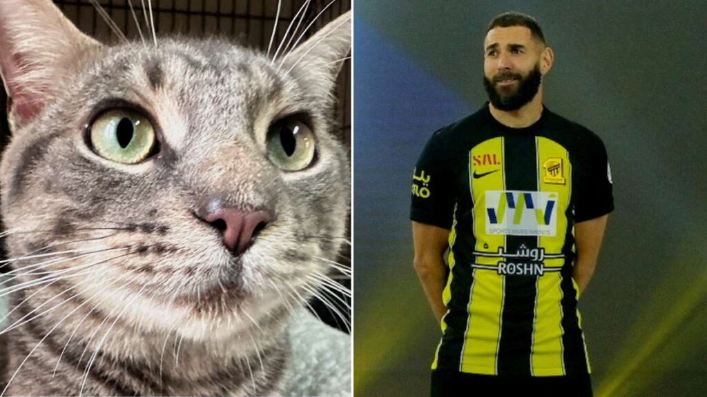 Karim Benzema gatos famosos futbolistas