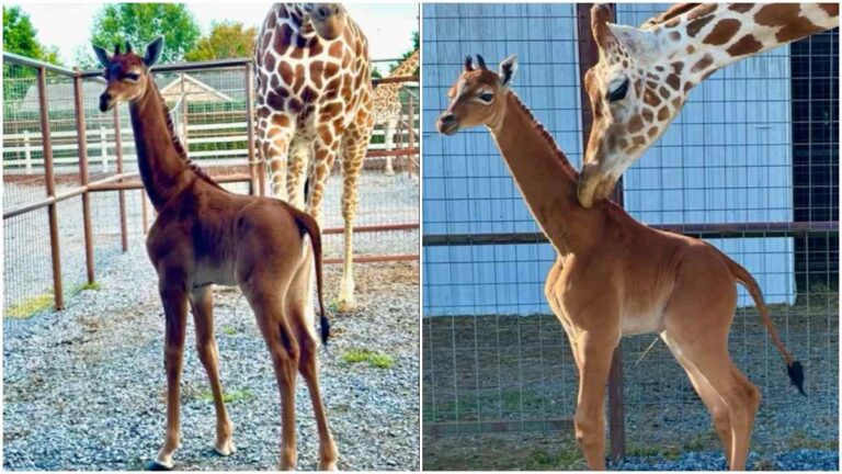 Nace una jirafa sin manchas en Tennessee y causa furor en Estados Unidos, mientras le buscan un nombre