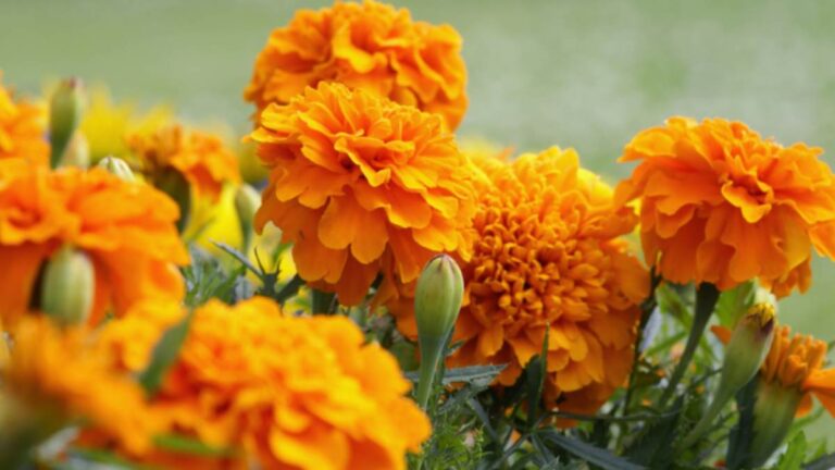Flor de cempasúchil: ¿Cuál es su origen y el significado en Día de Muertos?