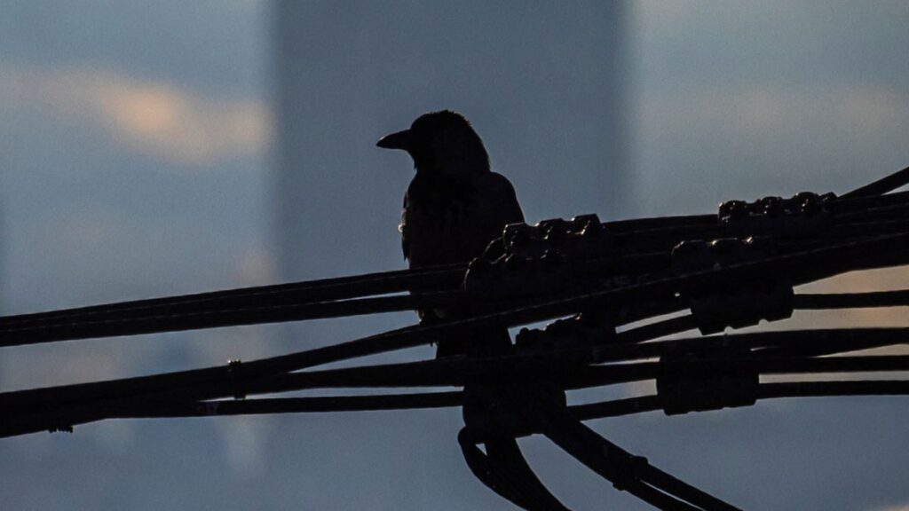 ¿Cómo surgió la frase de ser un pájaro de mal agüero? | Reuters