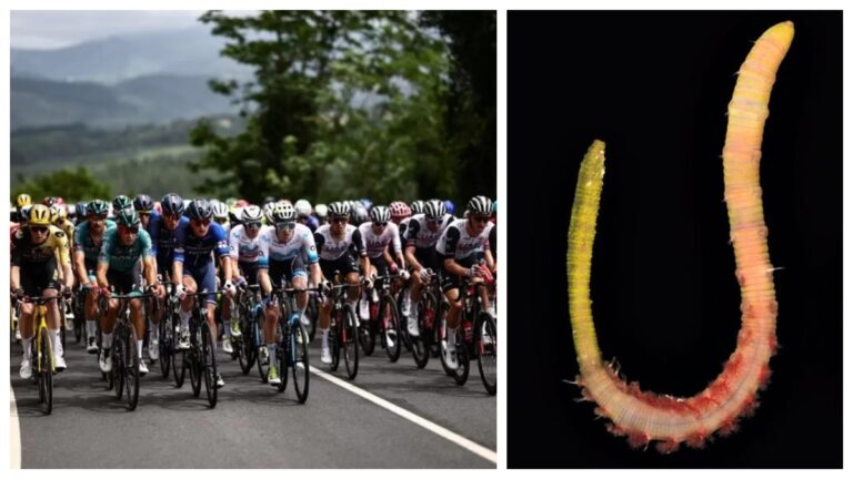 Alerta mundial por nuevo dopaje a través de un gusano: “Un ciclista del Tour de Francia quería el producto”