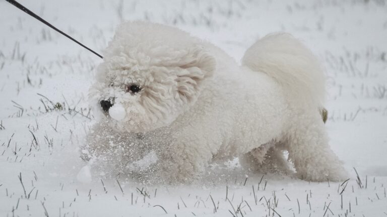 ¿Cómo cuidar a tu perro del frente frío 19? La Universidad de Harvard tiene recomendaciones