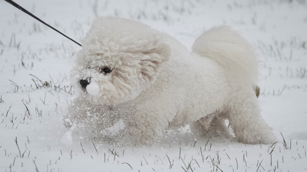 como cuidar a un perro en la nieve