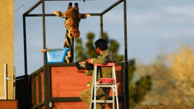 La jirafa Benito inicia traslado al Africam Safari de Puebla para recibir mejores condiciones de vida