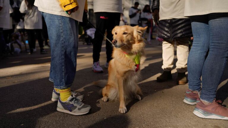 Simulacro Nacional de Hoy: Cómo proteger a tu mascota en caso de un sismo