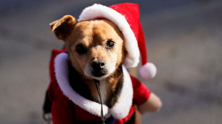 Regalos de Reyes Magos para tu perro: También hay alternativas para este 6 de enero