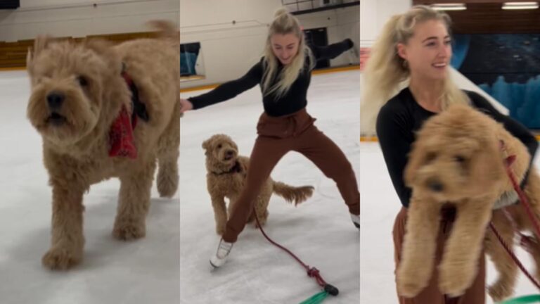¡Patitas sobre hielo! Los perritos saben disfrutar de la euforia del patinaje artístico de Gangwon 2024