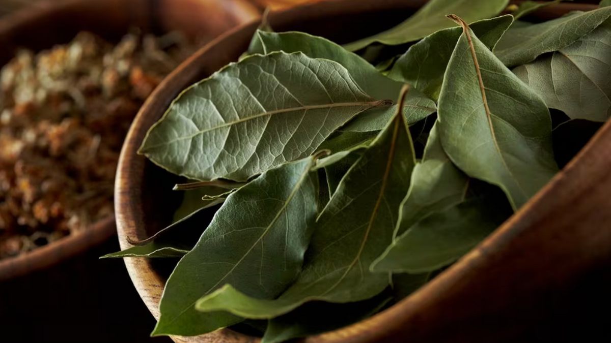 Quemar hojas de laurel para atraer el dinero Aquí la guía de cómo y
