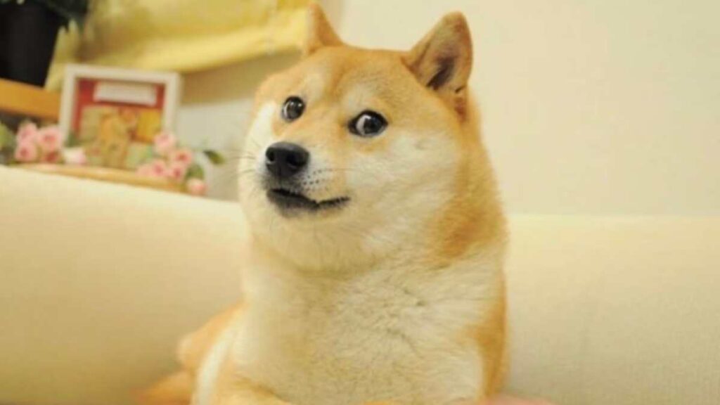 Muere Kabosu, el famoso perro de los memes; ¿qué le pasó a la mascota "más feliz" del mundo?