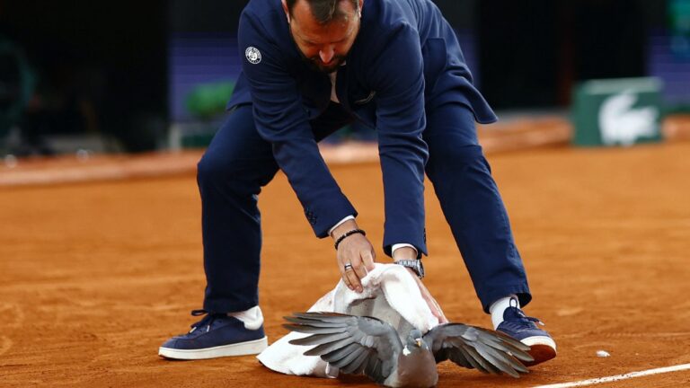 ¡Punto para el ave! Un juez rescata a una paloma en pleno partido de Roland Garros