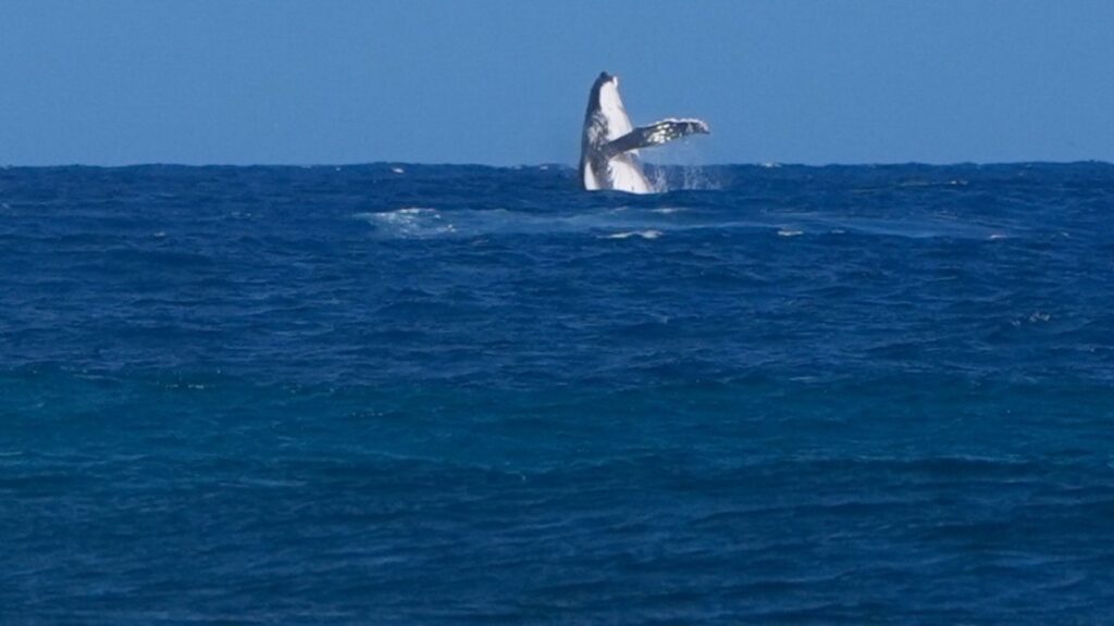 Ballena aparece en las semifinales del surf de Paris 2024