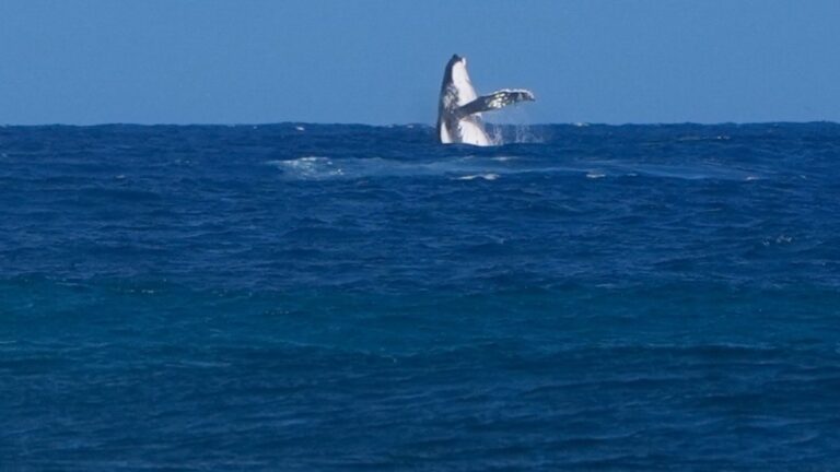 Ballena aparece en las semifinales del surf de Paris 2024