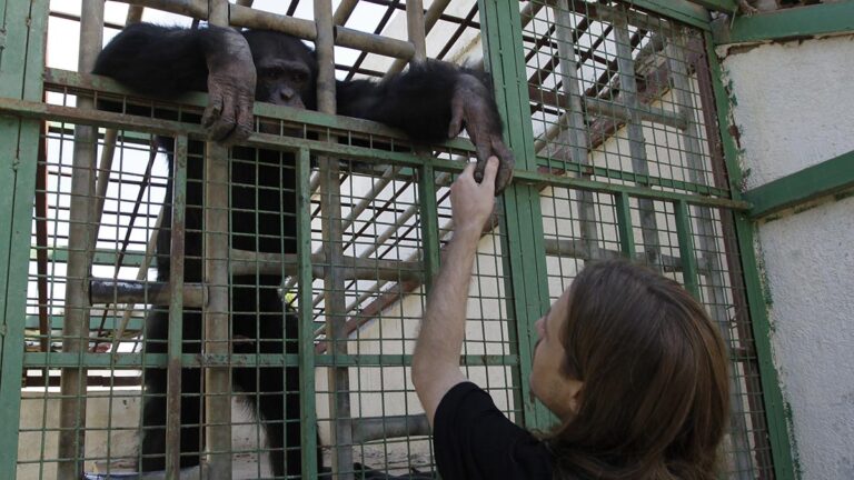 Chimpancé Natalia: ¿Qué ocurre y por qué el caso con su cría ha conmovido a tantas personas?