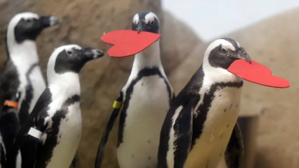 Pingüinos en una celebración de San Valentín. - AP.