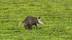 ¡También quería jugar! Tlacuache invade el campo en pleno partido de la liga de Costa Rica