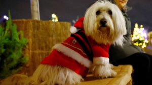 ¿Cómo cuidar a tu perro del frío navideño este 24 de diciembre en la CDMX?