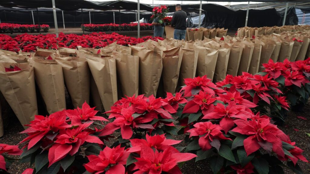 Flor de Nochebuena