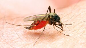 ¿Qué es el dengue, cómo se contagia y qué síntomas se presentan en México?